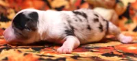 Cassie blue merle, a female Toy Australian Shepherd for sale in Crawford, CO – 1 of 4