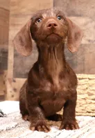 Wright chocolate wire , a male Miniature Dachshund for sale in Crawford, CO – 2 of 6