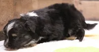 Genie black tri tailed f, a female Toy Australian Shepherd for sale in Crawford, CO – 4 of 7