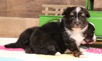 Gillie black-tri male with tail, a male Toy Australian Shepherd for sale in Crawford, CO – 3 of 5