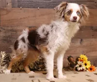 Lincoln black tri, a male Toy Australian Shepherd for sale in Crawford, CO – 5 of 6