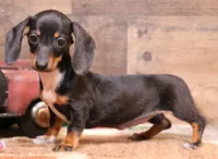 Cleo, a female Miniature Dachshund for sale in Crawford, CO – 4 of 5