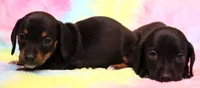Cleo, a female Miniature Dachshund for sale in Crawford, CO – Photo 3 of 5