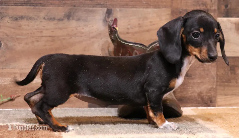Cleo – Miniature Dachshund puppy for sale in Crawford, CO