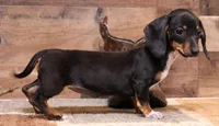 Cleo, a female Miniature Dachshund for sale in Crawford, CO – 1 of 5