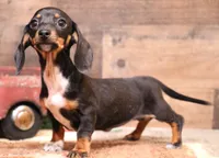 Cleo, a female Miniature Dachshund for sale in Crawford, CO – 5 of 5