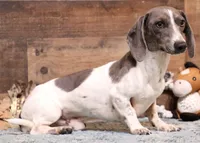 Cleo, a female Miniature Dachshund for sale in Crawford, CO – Photo 5 of 5