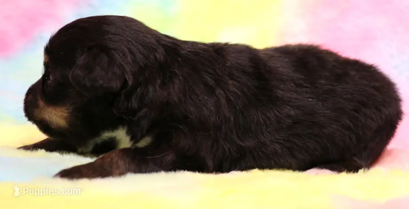 Cleo – Miniature Dachshund puppy for sale in Crawford, CO