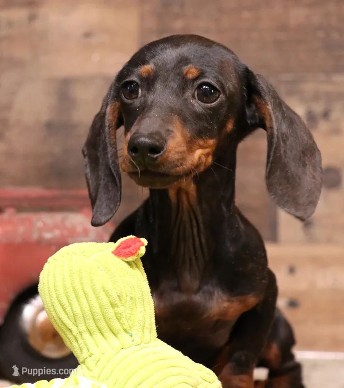 Billy blk/tan smooth – Miniature Dachshund puppy for sale in Crawford, CO
