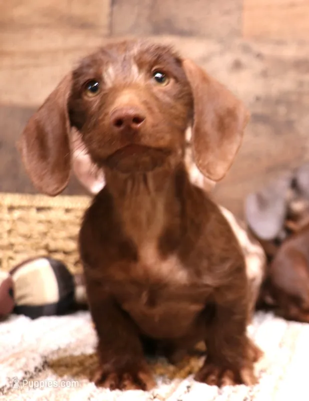 Wright chocolate wire  – Miniature Dachshund puppy for sale in Crawford, CO