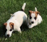 Stew is a shorty, a male Jack Russell Terrier for sale in Crawford, CO – 10 of 10
