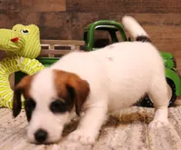Stew is a shorty, a male Jack Russell Terrier for sale in Crawford, CO – 1 of 10