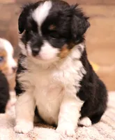 Rue , a female Toy Australian Shepherd for sale in Crawford, CO – 6 of 9
