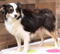 Luna black-tri f, a female Toy Australian Shepherd for sale in Crawford, CO – 3 of 3