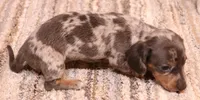 Phoenix blue/tan dapple smooth f, a male Miniature Dachshund for sale in Crawford, CO – 2 of 9