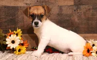 Cloudy is a shorty, a female Jack Russell Terrier for sale in Crawford, CO – 3 of 5