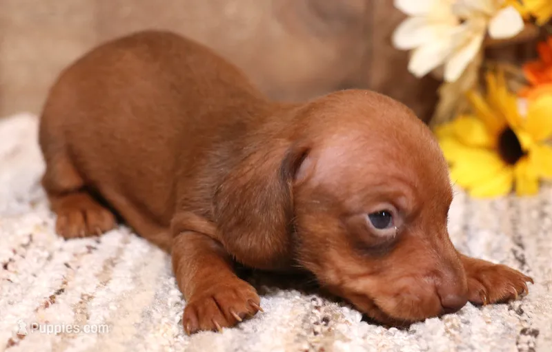 Blaze red smoothcoat – Miniature Dachshund puppy for sale in Crawford, CO