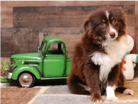 Flora red-tri, a female Toy Australian Shepherd for sale in Crawford, CO – 4 of 6