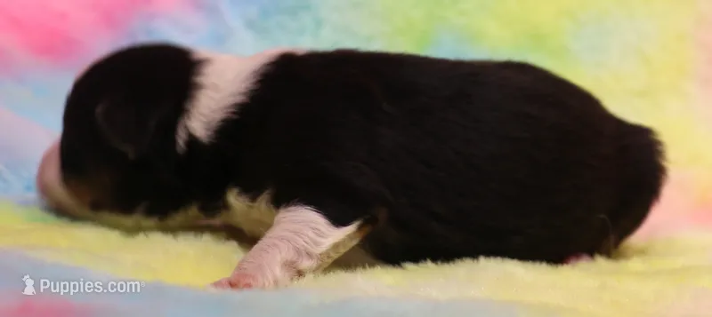 Lily black-tri Toy f – Toy Australian Shepherd puppy for sale in Crawford, CO