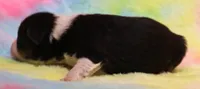 Lily black-tri Toy f, a female Toy Australian Shepherd for sale in Crawford, CO – 1 of 5