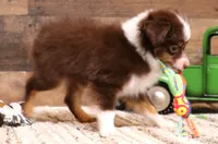 Spencer red-tri Toy male, a male Toy Australian Shepherd for sale in Crawford, CO – 3 of 4