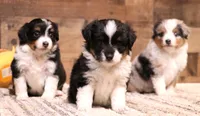 Rita black-tri, a female Toy Australian Shepherd for sale in Crawford, CO – 8 of 8
