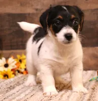 Shorty Rip has a black head, a male Jack Russell Terrier for sale in Crawford, CO – 2 of 8