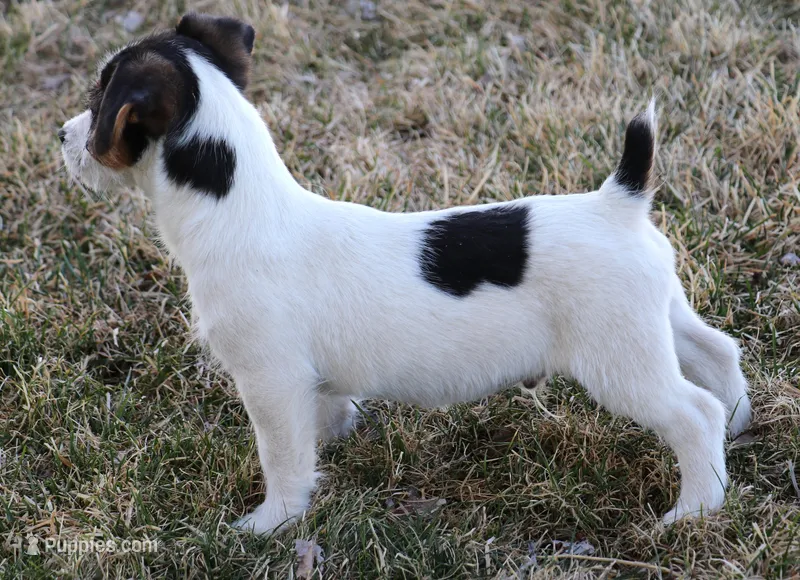 Waldo is a shorty – Jack Russell Terrier puppy for sale in Crawford, CO