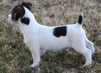 Waldo is a shorty, a male Jack Russell Terrier for sale in Crawford, CO – Photo 1 of 3