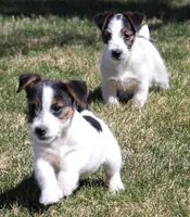 Waldo is a shorty, a male Jack Russell Terrier for sale in Crawford, CO – Photo 3 of 3