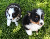 Twila, a female Toy Australian Shepherd for sale in Crawford, CO – 7 of 10