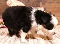 Tessa , a female Toy Australian Shepherd for sale in Crawford, CO – 7 of 9