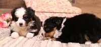 Twila, a female Toy Australian Shepherd for sale in Crawford, CO – 4 of 7