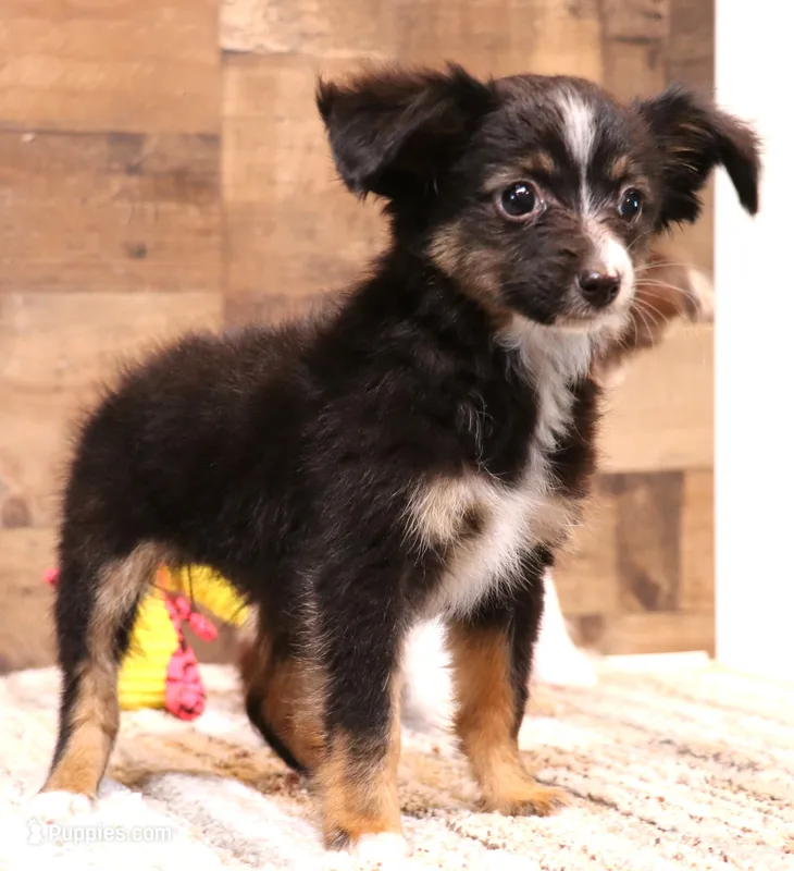 Thistle black-tri Toy f – Toy Australian Shepherd puppy for sale in Crawford, CO