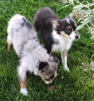 Fairy blue merle brown eyes, a female Toy Australian Shepherd for sale in Crawford, CO – 4 of 7