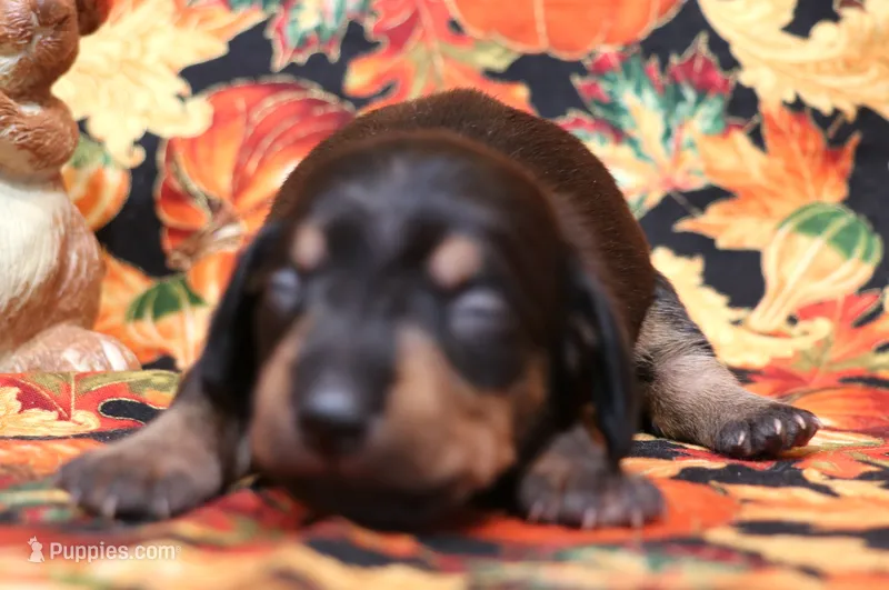 Wren black/tan wirehair, a female Miniature Dachshund for sale in Crawford, CO – 1 of 5