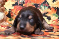 Wren black/tan wirehair, a female Miniature Dachshund for sale in Crawford, CO – 1 of 5