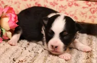 Lincoln black tri, a male Toy Australian Shepherd for sale in Crawford, CO – 1 of 6