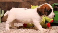 Stew is a shorty, a male Jack Russell Terrier for sale in Crawford, CO – 4 of 10