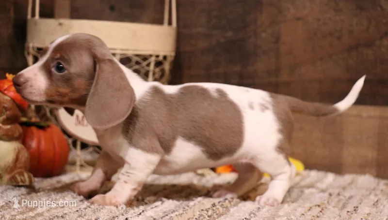 Olive Isabella/tan Pied smooth f – Miniature Dachshund puppy for sale in Crawford, CO