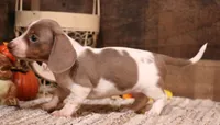 Olive Isabella/tan Pied smooth f, a female Miniature Dachshund for sale in Crawford, CO – 1 of 7