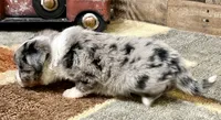 Shep blue merle with tail, a male Toy Australian Shepherd for sale in Crawford, CO – 2 of 7