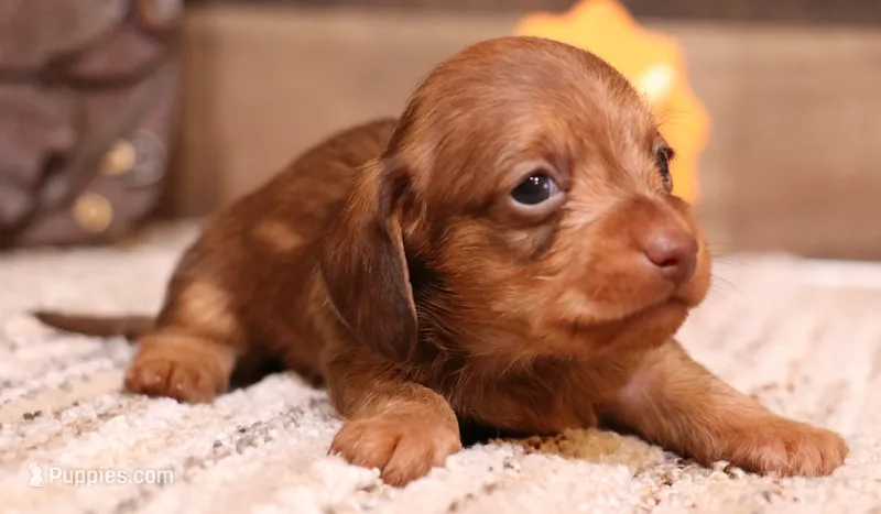 Bentley red wirehair