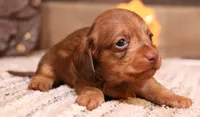 Bentley red wirehair, a male Miniature Dachshund for sale in Crawford, CO – Photo 1 of 6