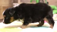 Colt, a male Toy Australian Shepherd for sale in Crawford, CO – 3 of 6