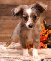 Jade blue merle f, a female Toy Australian Shepherd for sale in Crawford, CO – 1 of 6