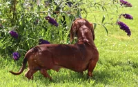 Benjie red brindle smooth, a male Miniature Dachshund for sale in Crawford, CO – Photo 5 of 6