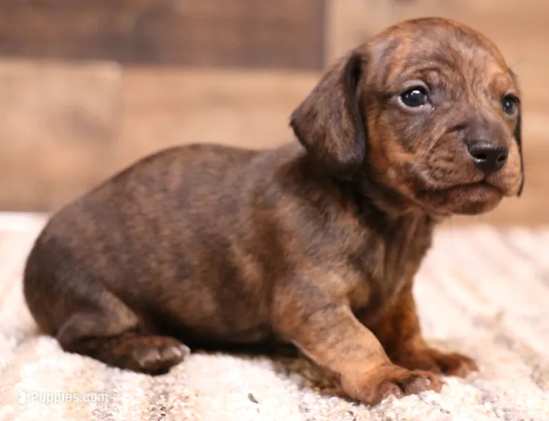 Benjie red brindle smooth