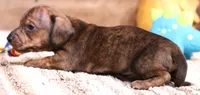 Benjie red brindle smooth, a male Miniature Dachshund for sale in Crawford, CO – Photo 2 of 6