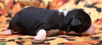 Carissa black tri, a female Toy Australian Shepherd for sale in Crawford, CO – 2 of 4